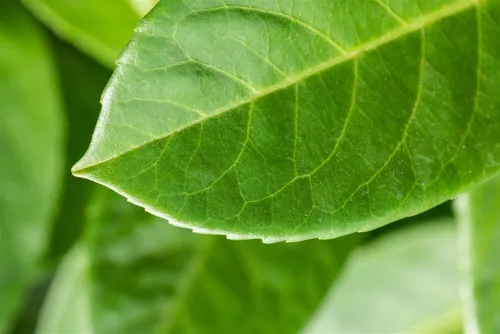 Pflanzen für Dich Gehölze Prunus lauro. Schipkaensis Macrophylla, 1 St., Kirschlorbeer, Lorbeerkirsche