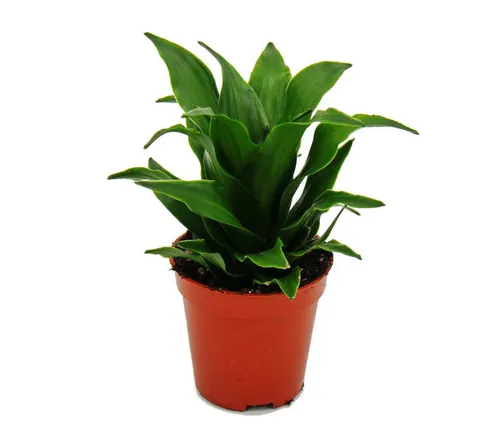 Exotenherz Zimmerpflanze Mini-Pflanze Dracaena compacta Drachenbaum im 5,5cm Topf