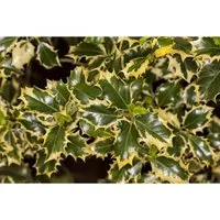 Ilex aquifolium 'Silver Queen' – Winterharte Stechpalme für Sichtschutz - Edle, immergrüne Heckenpflanze mit silbrig gerandeten Blättern. Pflegeleicht und ideal für Hecken, Vorgärten oder Kübel. Bienenfreundliche Blüten und ganzjährig dekorativ.