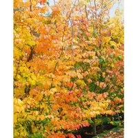 Parrotia Persica Eisenholzbaum 150–175 cm von Pflanzen für Dich