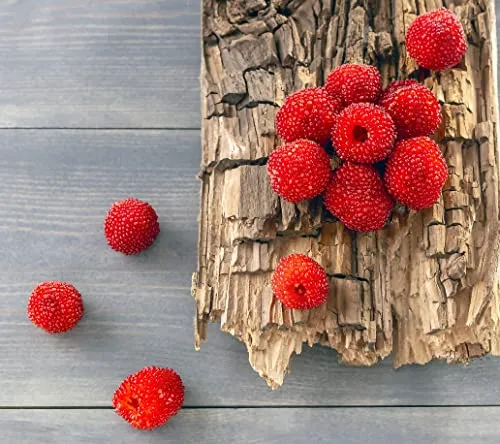 Erdbeerhimbeere (Japanische Himbeere), Rubus illecebrosus, im 3L-Topf