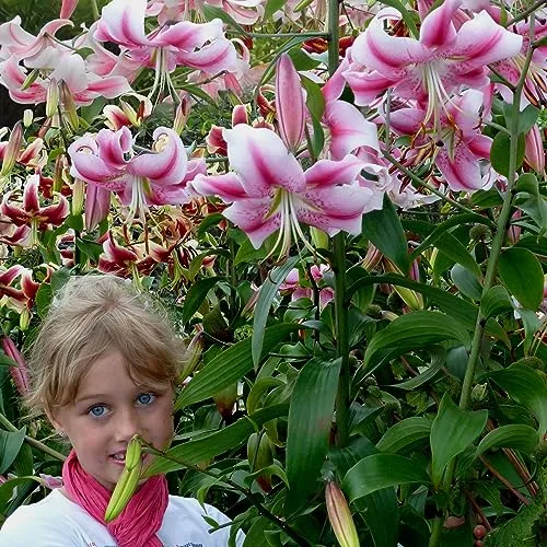 Anastasia Riesenlilien (3 Zwiebeln), Winterharte Blumenzwiebeln aus Holland zum Garten-Pflanzen (große Knollen, kein Samen, nicht künstlich) (Anastasia)