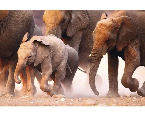Fototapete Vlies 18322 Elephant Herd 7-tlg. 350 x 260 cm - Stimmungsvolle Vliestapete mit Elefantenherde, ideal für Wohnzimmer, Schlafzimmer und Kinderzimmer. Bringt Farbe und Leben in Ihre Räume.