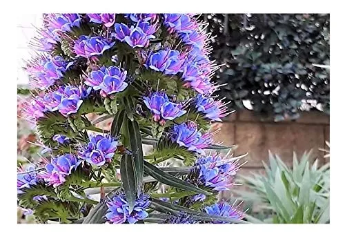 Stk - 15x Echium candicans Natternkopf Garten Pflanzen - Samen B2065 - Seeds & Plants Shop by Ipsa