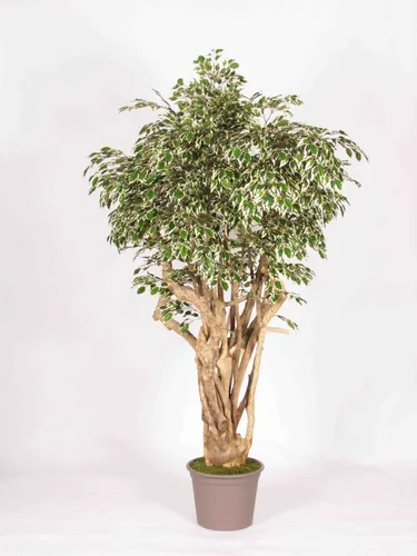 artplants Deko Birkenfeige LISENKA, Echtstamm, grün-weiß, 225cm - Künstlicher Ficus (Ficus benjamini) mit echtem Stamm, ideal für stilvolle Raumdekoration. Mit einer Höhe von 225 cm bringt er eine frische Note in Ihr Zuhause.