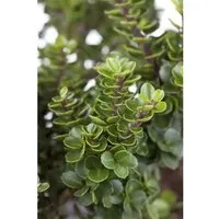 Produktbild Ilex crenata 'Mariesii' – Japanische Stechpalme 25-30 cm