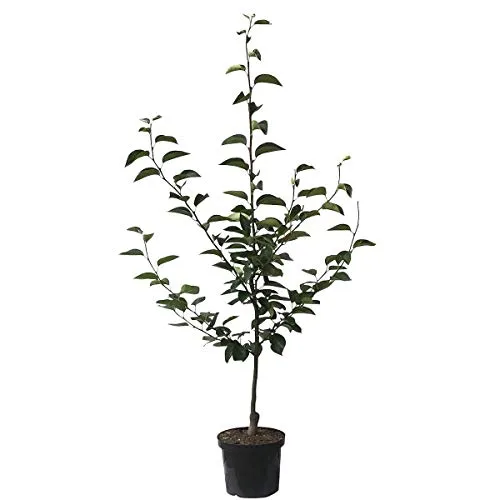 Nashi Mischiratz Nashibaum Asienbirne Apfelbirne Buschbaum 110-140 cm 10 Liter Topfballen Unterlage: Slg