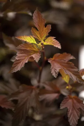 Physocarpus opulifolius 'Diable d'Or' - Blasenspiere - Ziergehölz mit auffälligen dunkelroten Blättern und bienenfreundlichen Blüten, ideal für naturnahe Gärten und pflegeleicht.