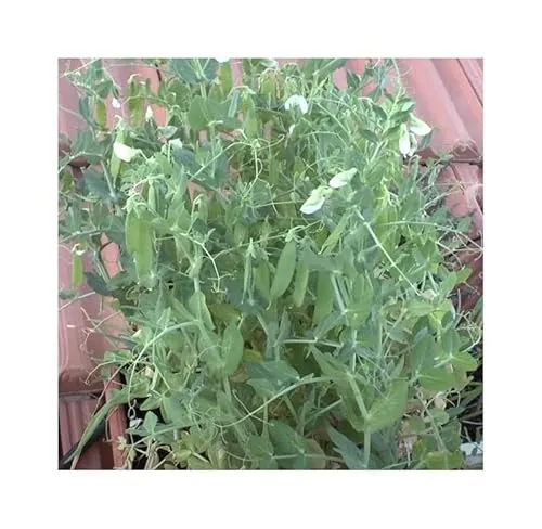 Stk - 100x Zuckererbse Heraut Pisum sativum Gemüse Pflanzen - Samen K395 - Seeds & Plants Shop by Ipsa