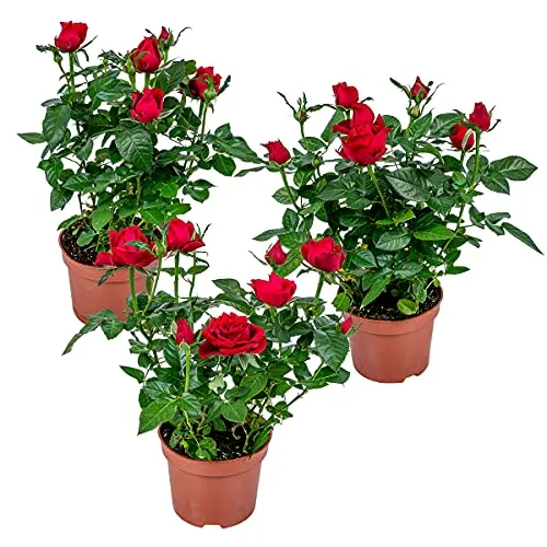 Bloomique - 3er-Set - Topfrosen Rot - Für drinnen und draußen geeignet - Zimmerpflanzen - Gartenpflanzen - Terrassenpflanzen - Winterhart - 20-30 cm Hoch - Topf 12 cm