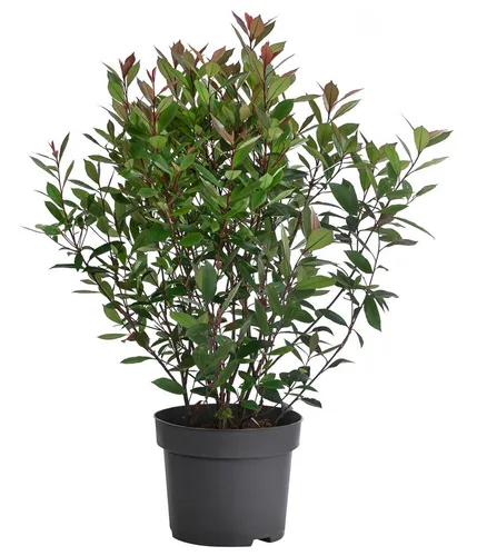 Dehner Hecken Glanzmispel Carre Rouge, Photinia fraseri, verschiedene Größen, immergrüner Strauch mit rotem Blattaustrieb