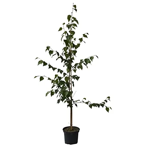 Bäume von Grüner Garten Shop