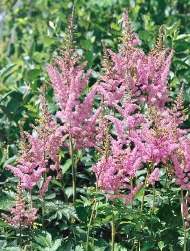 Produktbild Astilbe chinensis 'Visions in Pink' 11x11 cm Topf – Winterhart, Mehrjährig & Pflegeleicht – Prachtspiere – Staude für Schattenbeet & Garten