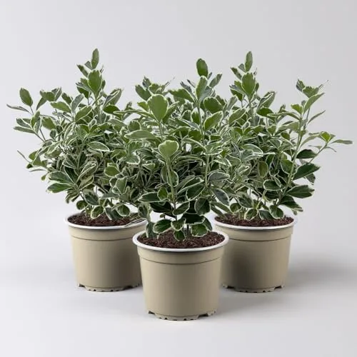 Produktbild Japanischer Spindelstrauch 'Kathy'Ⓢ, Topf-Ø 13 cm, 3er-Set