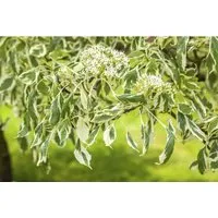 Cornus controversa 'Variegata'