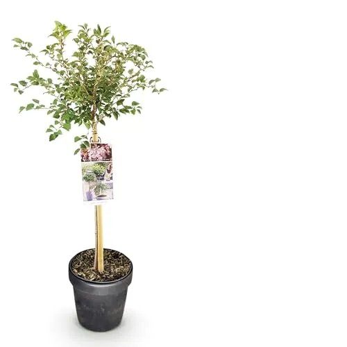 GreenboutiQ
