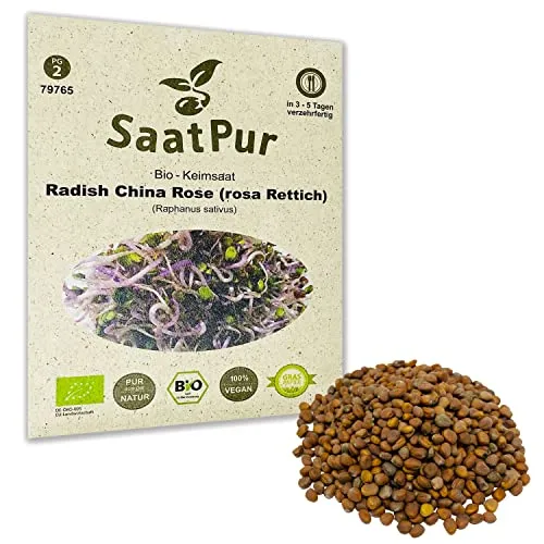 Radish China Rose Rettich BIO Keimsprossen von SaatPur - Sprossen Microgreens - 50g