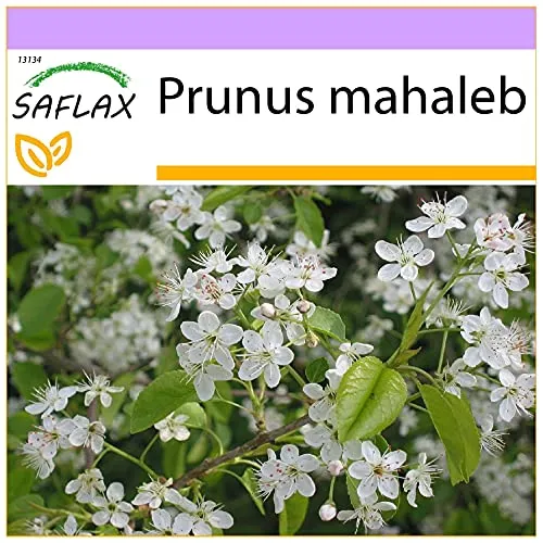 SAFLAX - Felsenkirsche - 30 Samen - Prunus mahaleb