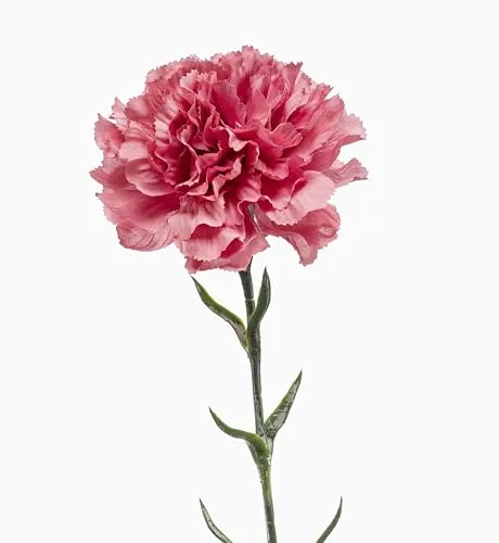 artplants.de Künstliche Nelke NIRUSHA, Altrosa, 65cm - Kunst Nelken
