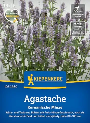 Kiepenkerl Agastache Koreanische Minze 1054860 - Würz- und Teekraut - Anis- Minze Geschmack - Zierstaude - Pflanzen Samen, Saatgut, Kräutersamen
