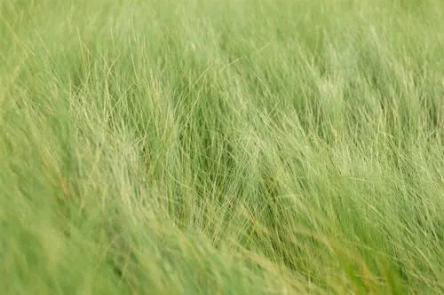 Stipa tenuifolia – Mehrjährig, Pflegeleicht – Engelshaargras – Ziergras für Beet & Kübel