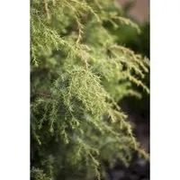 Konifere Juniperus com. Schneverdinger Gold Machangel, 1 St. - Gold-Wacholder für jeden Garten - Ziergehölze, immergrün mit goldgelbem Laub, winterhart und pflegeleicht, ideal für Einzel- oder Gruppenpflanzungen.