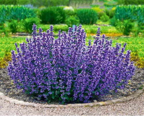 BALDUR Garten Nepeta Cat's Pajamas, 2 Pflanzen Katzenminze winterharte Staude,trockenresistent, mehrjährig, bienenfreundlich und schmetterlingsfreundlich, pflegeleicht, Wasserbedarf gering, blühend