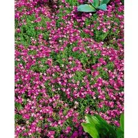 Aubrieta x cult. 'Rosenteppich' – Blaukissen im 9x9 cm Topf - Das Blaukissen ‘Rosenteppich’ ist eine farbenfrohe Polsterstaude mit dichten, rosafarbenen Blüten. Ideal für sonnige Plätze, bringt es Farbe in Beete und Fugen und ist pflegeleicht.