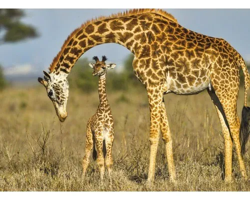 Fototapete Vlies 18724 Masai Giraffe Protecting Baby - Faszinierende 7-tlg. Fototapete mit Masai Giraffen, ideal für Kinderzimmer und Wohnzimmer, bringt Natur ins Zuhause.