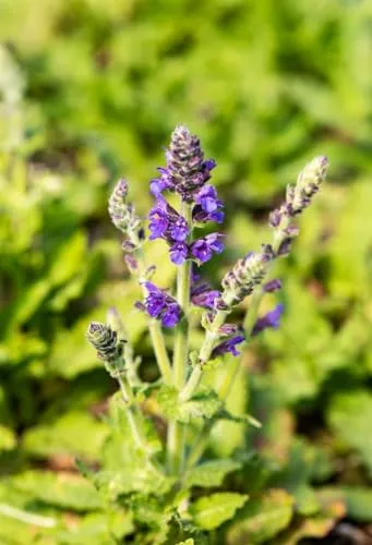 Salvia nemorosa 'Marcus' 9x9 cm Topf – Winterhart, Mehrjährig, Pflegeleicht – Steppensalbei – Staude für Beet & Rabatte
