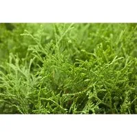 Pflanzen für Dich Konifere Thuja occ. Tiny Tim - Ziergehölze, kompakte Zwergkonifere mit kugeligem Wuchs, ideal für formale Beete und moderne Gartenkonzepte, pflegeleicht und immergrün.