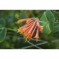 Lonicera Brownii Dropmore Scarlet Geißblatt Scharlachrot 40–60 cm