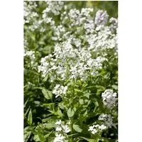 Hesperis Matronalis Alba Nachtviole Ca. 9x9 cm Topf