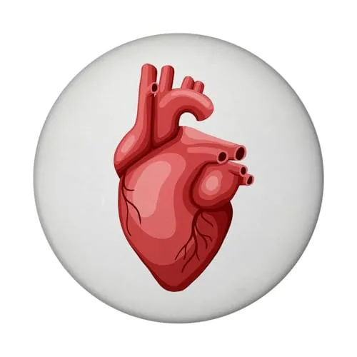 Herzmuskel Magnet rund Herz Magnet rund für den Kühlschrank zum Befestigen von Fotos, Postkarten oder Haushaltsplan