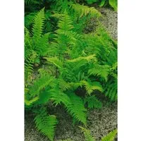 Athyrium Filix-femina Rotstiel Frauenfarn Ca. 9x9 cm Topf