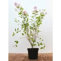 Ceanothus pallidus 'Marie Simon', Säckelblume, rosa, 60–80 cm - Blumen & Stauden – Immergrüner Blauer Pfeifenstrauch mit duftenden, hellblauen Blüten, ideal für Garten und Kübel, zieht Insekten an und ist winterhart bis -10 °C.