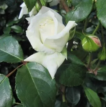 Kletterrose Alaska ® / Future ® - weiß - Kordes Rosen von Baumschule