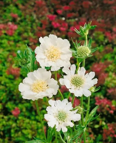 Scabiosa caucasica 'Perfecta Alba' 11x11 cm Topf – Winterhart, Mehrjährig, Pflegeleicht – Kaukasus-Skabiose – Staude für Beet & Rabatte