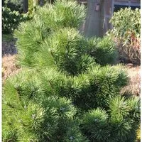 Produktbild Gedrungene Zwerg Schwarzkiefer 40-50cm - Pinus nigra