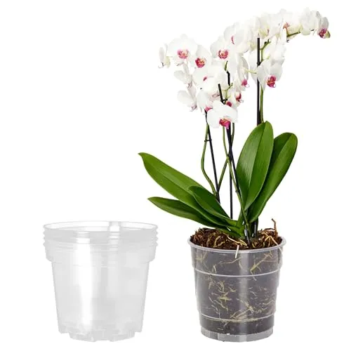 Garronda Blumentopf Orchideentopf Transparent runder Übertöpfe für Zimmerpflanzen Pflanzentopf Pflanztöpfe Kunststoff in verschiedenen Größen GD-0024 (5 Stück Transparent, ⌀ 12cm H 10,5cm)