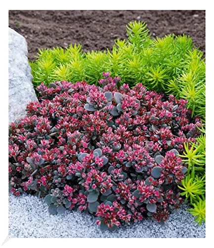 BALDUR Garten Sedum Sun Sparkler® Sedoro Blue Elf - Winterharte Fetthenne - Blumensamen & -pflanzen, mehrjährig, trockenresistent und bienenfreundlich, ideal für sonnige bis halbschattige Standorte.