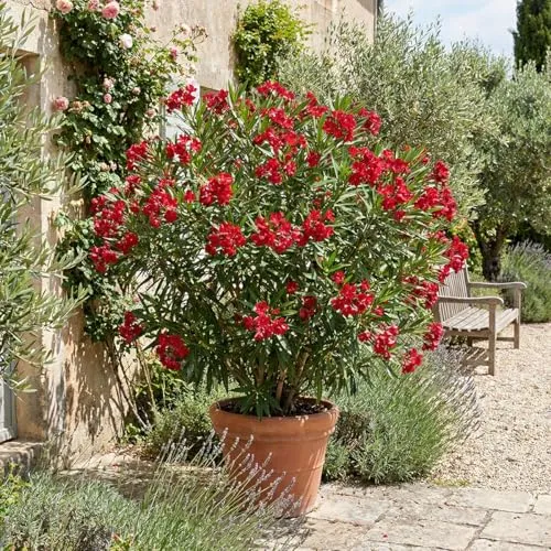 Pflanzen Rot von Bloomique