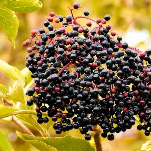 Sampo schwarzlos 2L Pflanze für Anfänger und professionelle Gärtner - Ideal für Kleingarten, Garten - Schöne Pflanze mit ungewöhnlichen Blüten - Genießen Sie jeden Tag ihre Farben