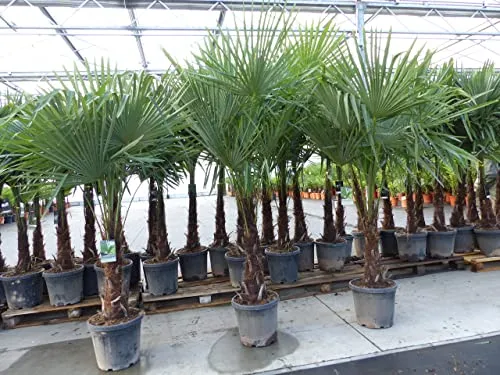 gruenwaren jakubik XXL+ Palme winterhart 170-190 cm - Baumsamen & -pflanzen, winterharte Hanfpalme mit robusten, kräftigen Stämmen in Top-Qualität, ideal für Garten und Terrasse.