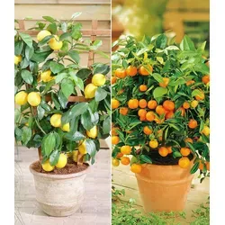 BALDUR Garten Zitronen- & Orangenbaum von BALDUR-Garten