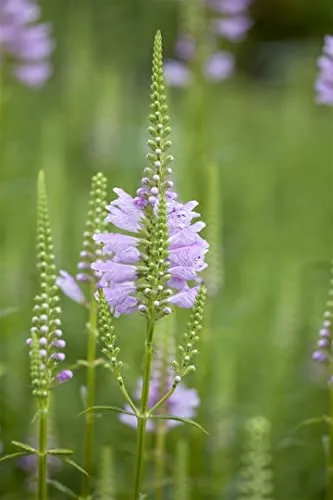 Physostegia virginiana 'Rosea' 9x9 cm Topf – Winterhart, Mehrjährig, Pflegeleicht – Gelenkblume – Staude für Beet & Rabatte
