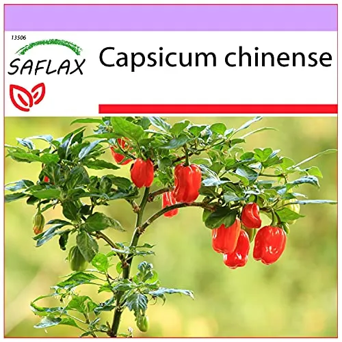 SAFLAX - Chili - Habanero Antilles Red - 10 Samen - Capsicum chinense