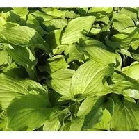 Produktbild Funkie Honeybells - Hosta plantaginea