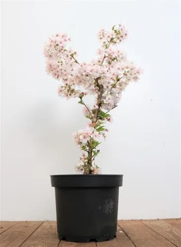 Prunus incisa 'Mikinori' - Zierkirsche mit rosa Blüten - Obstsamen & -pflanzen, bienenfreundlich und ideal für kleine Gärten, winterhart bis -20 °C und pflegeleicht.
