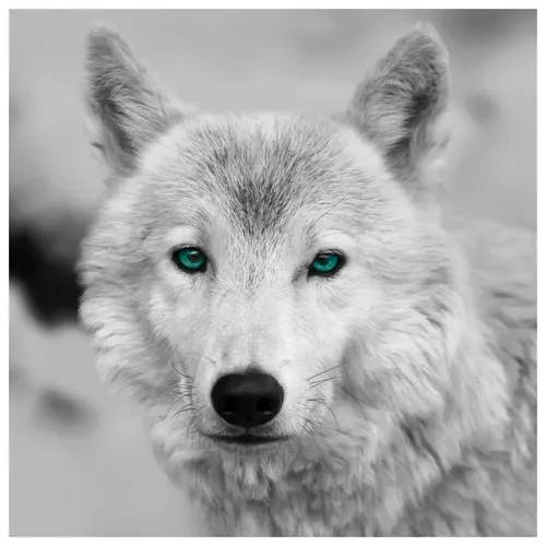 Produktbild Wandbild Keilbild Leinwand Keilrahmenbild Wolf Weiß Blau Motiv 35x35 cm